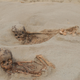 Skeletons of two children found at the Huanchaquito-Las Llamas site in Peru.